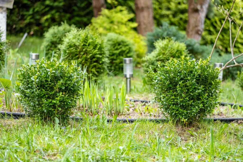 a row of bushes in a garden with a hose photo 1
